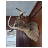 Whitetail Deer Buck Mount #4