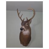 Whitetail Deer Buck Mount #1