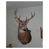 Whitetail Deer Buck Mount #2