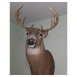 Whitetail Deer Buck Mount #3