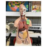 #921 Large Vintage Anatomical Teaching Model with Removable Organs 
