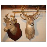 Deer head mounts