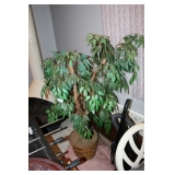 potted plant