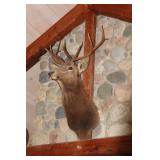 5pt. Oregon Bull Elk Mount- 1970