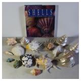 Sea Shell collection