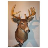 10 point mount w/ 1952 tag 10 point mount w/ 1952 tag