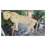 Amazing LEOPARD Full Body Taxidermy Mount