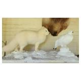 Arctic Fox pursuing Rock Ptarmigan bird Taxidermy