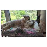 Bobcat & Pheasant Taxidermy