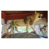 African LION Full Body Mount Taxidermy w/ Base