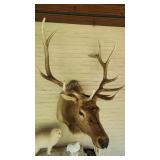 Spectacular ELK Shoulder Mount Taxidermy