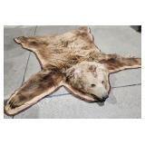 Grizzly Bear Taxidermy Rug