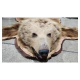 Grizzly Bear Taxidermy Rug