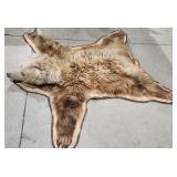 Grizzly Bear Taxidermy Rug
