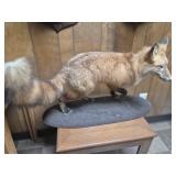 Fox Taxidermy