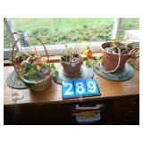 GROUP OF PLANTS WITH PANTERS/BASKETS AND MINI