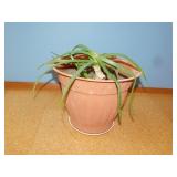 PLANT ALOE LIVE W/ POT