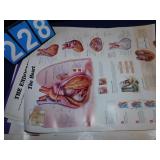 POSTERS ON HUMAN BODY