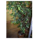 80" H FICA TREE W/ BASKET