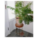 PLANT STAND METAL & WOOD WITH LIVE PLANT