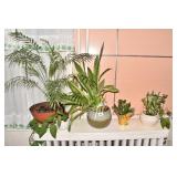 5 HEALTHY LIVE PLATES