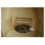 ORTHOCERAS FOSSIL 6.5" X 3" W/ STAND