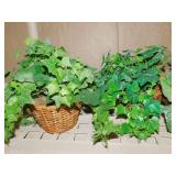 ARTIFICIAL IVY; TWO IN BASKETS; ONE IN TIN AND