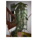 PURCHASED 1974 - SOFT PINE 90" H W/ CLAY POT