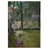 FICUS TREE 4