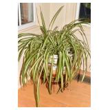 FISHBOWL ORIENTAL MOTIF 14" H, SPIDER PLANT