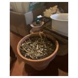 PLANTERS AND SEASHELLS