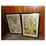 PICTURES WINTER BIRD, SUMMER BIRD, BIRDS OF PREY