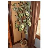 FICA TREE ARTIFICIAL 64" H