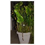 ZEE ZEE PLANT 57" H IN PLANTER