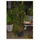 FICA & FERN LIVE PLANT 60" H