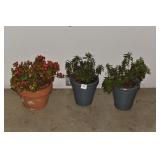 MARMALADE BUSH PLANT & BEGONIA PLANT