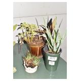 THREE PLANTS ALOE, LEMON BALL, ZEBRA PLANT,