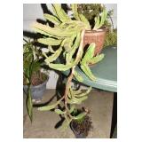 ZOO LOO PLANT IN POT