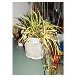GALVANIZED BUCKET W/ SPIDER PLANT