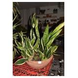 COLLECTION OF MOTHER-IN-LAW TONGUE