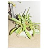 TURTLE PLANTER WITH FOXTAIL AGAVE