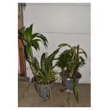 PLANTER W/ MOTHER-IN-LAW TONGUE 4