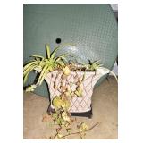 SPIDER PLANT IN GRAY PLANTER 14" X 12"