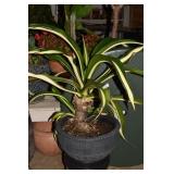 HEMAURITIUS PLANT 31" H