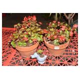 TWO ANNUALS AND DUCK W/ JADE