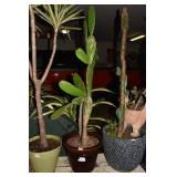 CACTUS 40" H W/ BROWN GLAZED PLANTER