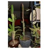 CACTUS 48" H W/ PLASTIC PLANTER