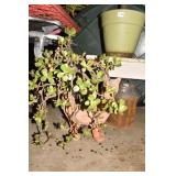JADE PLANT IN CAT PLANTER