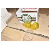 GLASS PLANT STARTERS