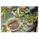 LYSIMACHUS IN BRASS BUCKET, JADE, WATERING CAN